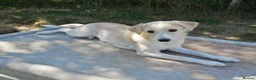 Mixed Breed dogs for adoption: ❤️ SUMMER❤️ – YOUR CHANCE TO HAVE SUMMER FOREVER - Advert 17