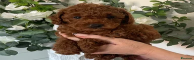 Cavapoochon Puppy 3