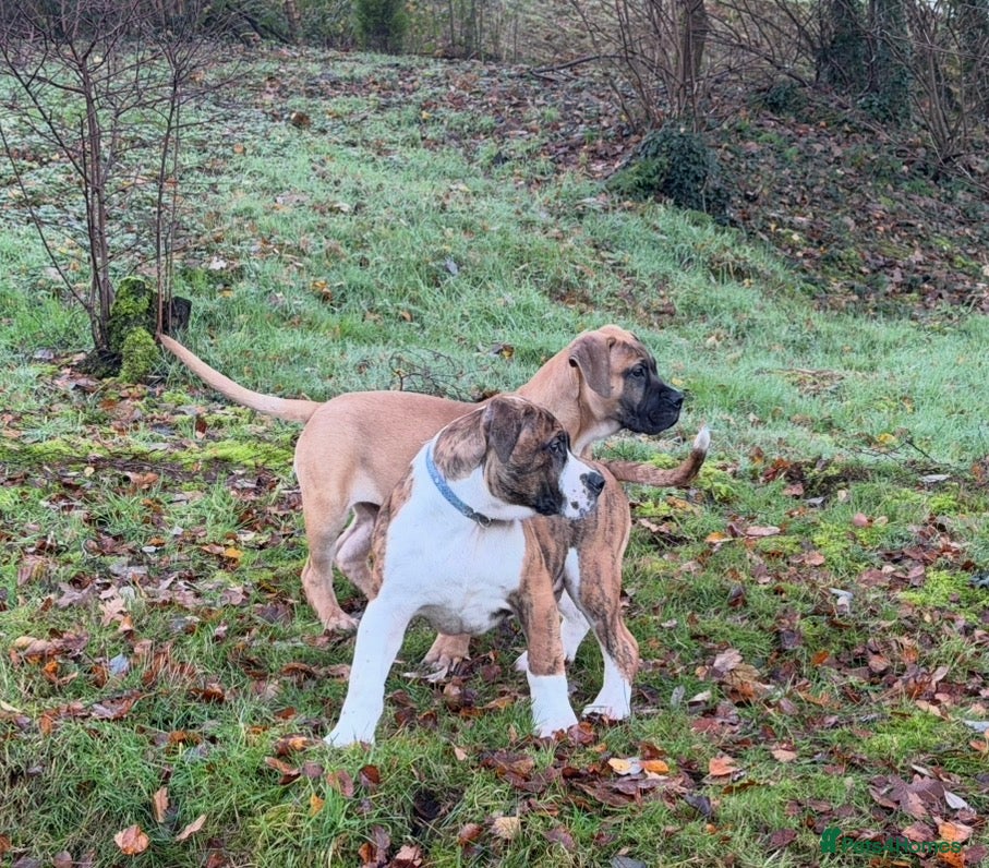 Boerboel dogs Fantastic male Boerboel pups - Advert 12
