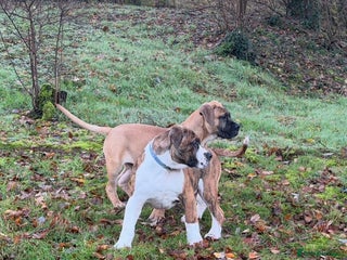 Boerboel dogs Fantastic male Boerboel pups - Advert 12