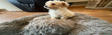 Toy Poodle 2