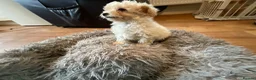 Toy Poodle dogs for sale: Toy poodle pups - Advert 3