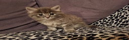 Mixed Breed cats for sale: Ghost tabby cats - Advert 2
