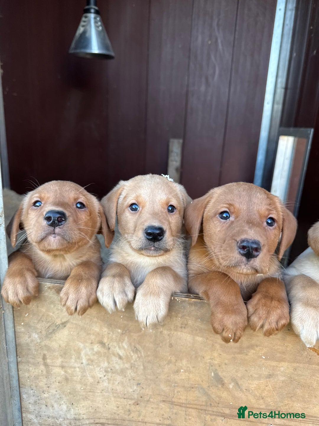 Labrador Retriever dogs for sale: The most adorable Labradors  - Advert 3