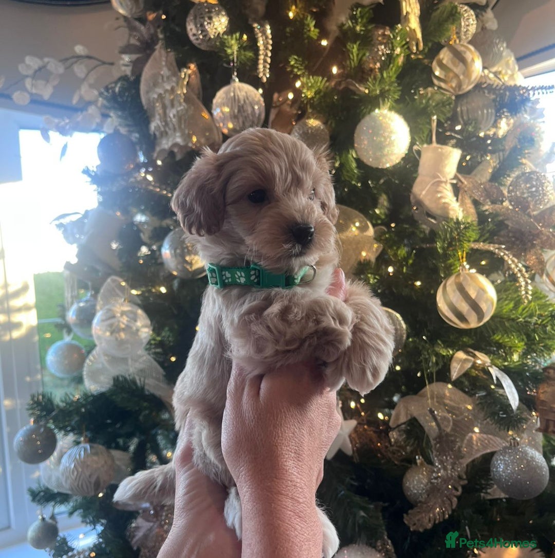 Maltipoo dogs for sale: Toy Maltipoo Puppies - Advert 4
