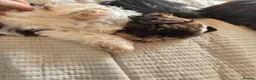 Shih Tzu dogs for sale: Boy shihtzu  in Wakefield - Advert 32