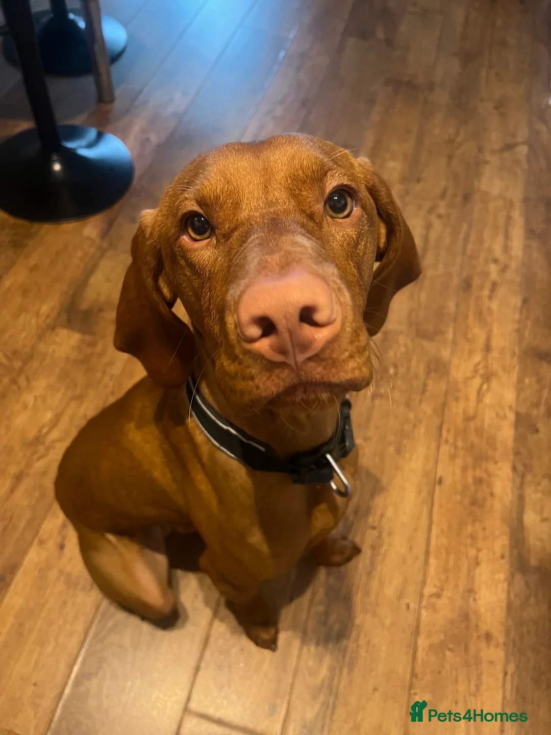 Hungarian Vizsla dogs for stud: Thor * Serbian Champion & Slovenian bloodlines  - Advert 5