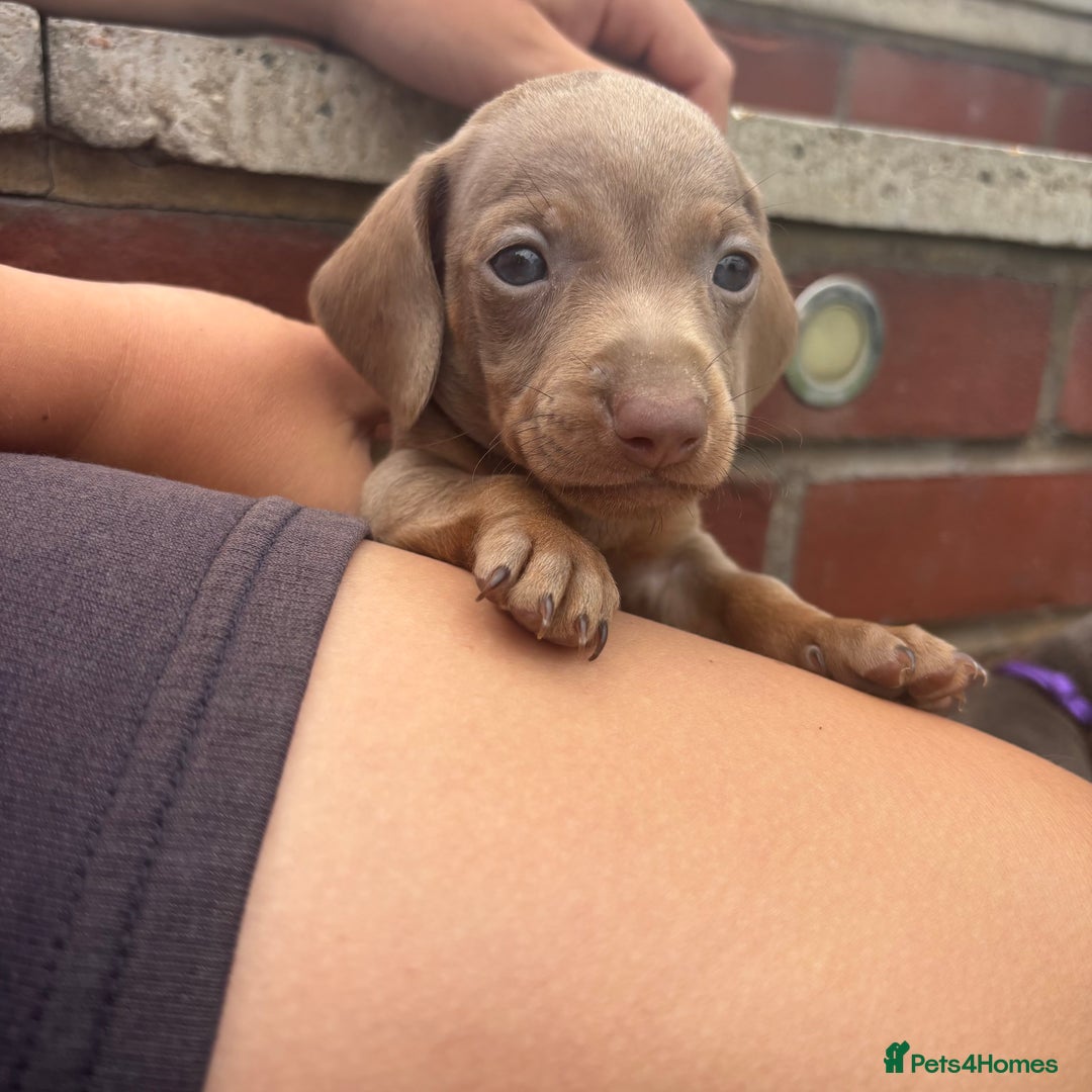 Miniature Dachshund dogs for sale: Miniature dachshund puppy’s TO LEAVE NOW in Luton - Image 17