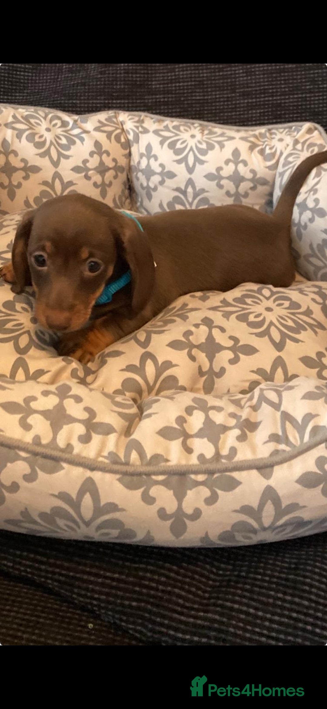 Miniature Dachshund dogs for sale: Mini dachshund  - Image 6