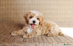 Maltipoo dogs for sale: Gorgeous Maltipoo Puppies – 3 Boys & 3 Girls - Image 4