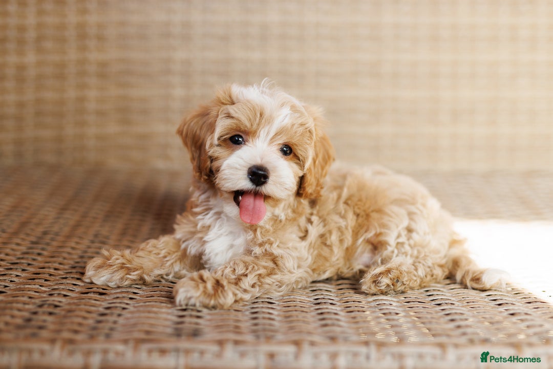 Maltipoo dogs for sale: Gorgeous Maltipoo Puppies – 3 Boys & 3 Girls - Image 4