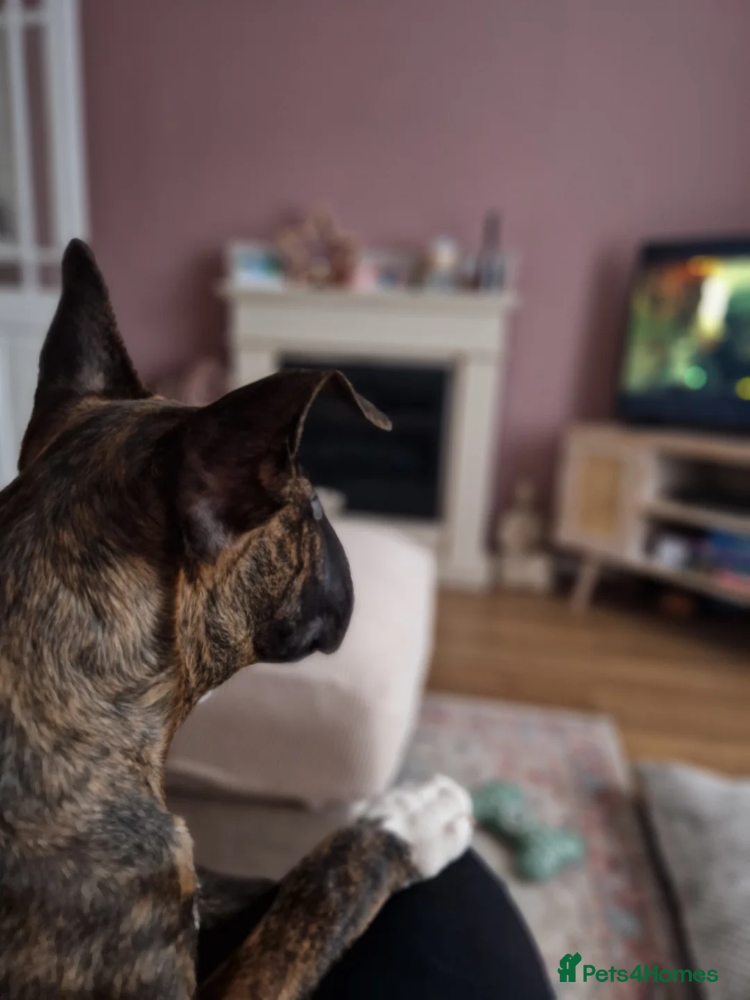 English Bull Terrier dogs for sale: Gorgeous george - Advert 5