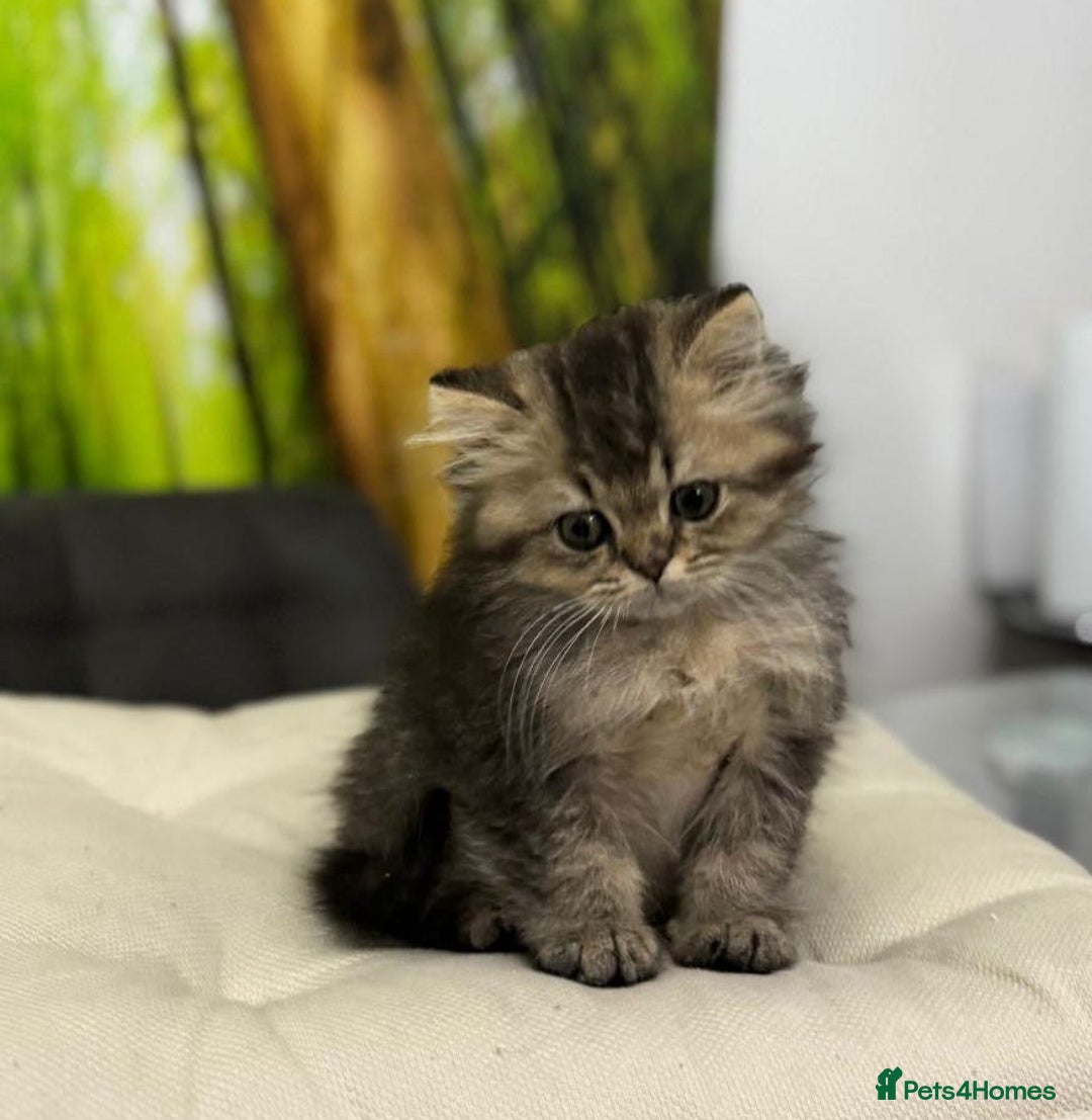 British Shorthair cats for sale: British shorthair  - Image 4