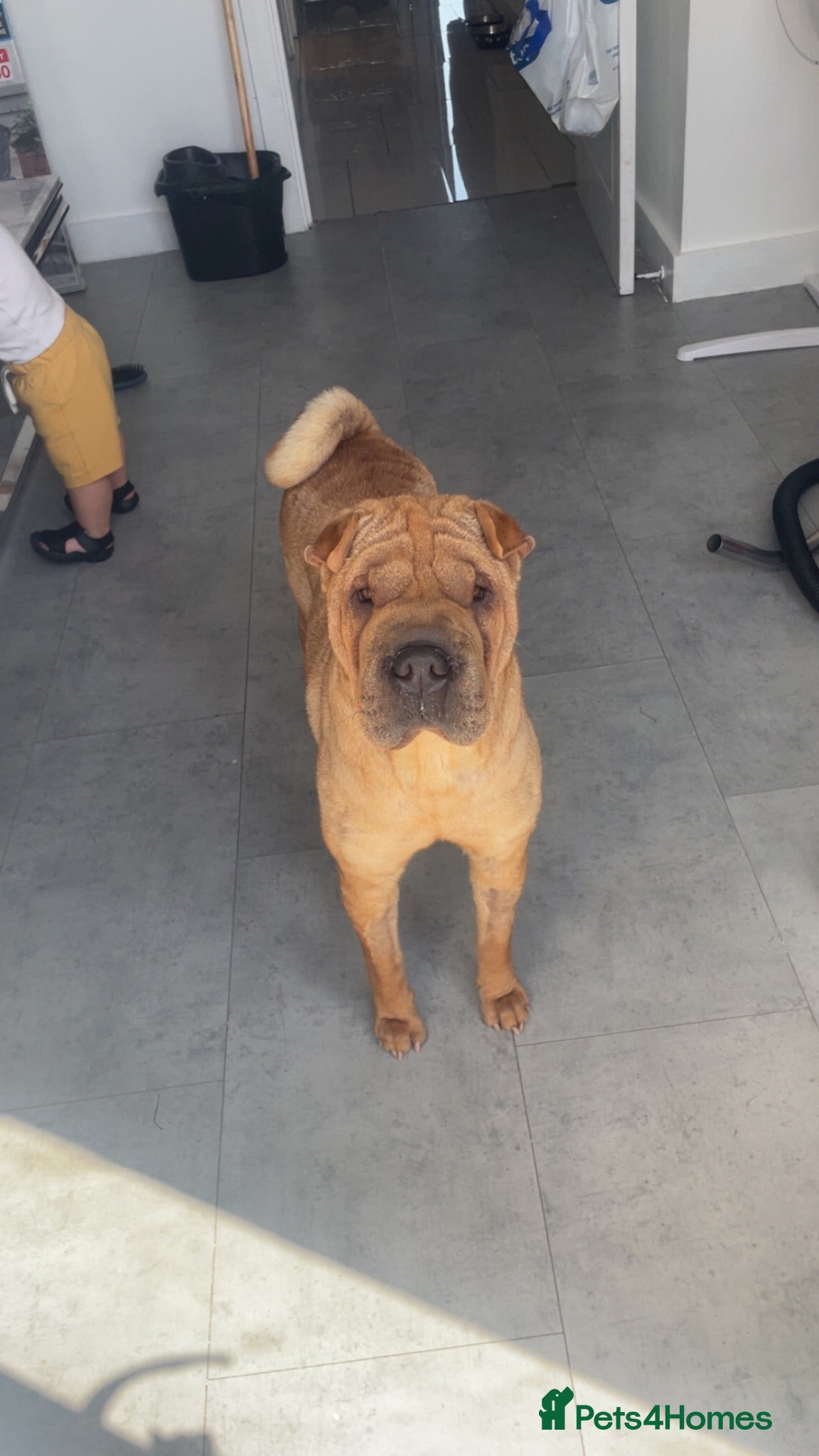 Shar Pei dogs Ginger - Advert 2
