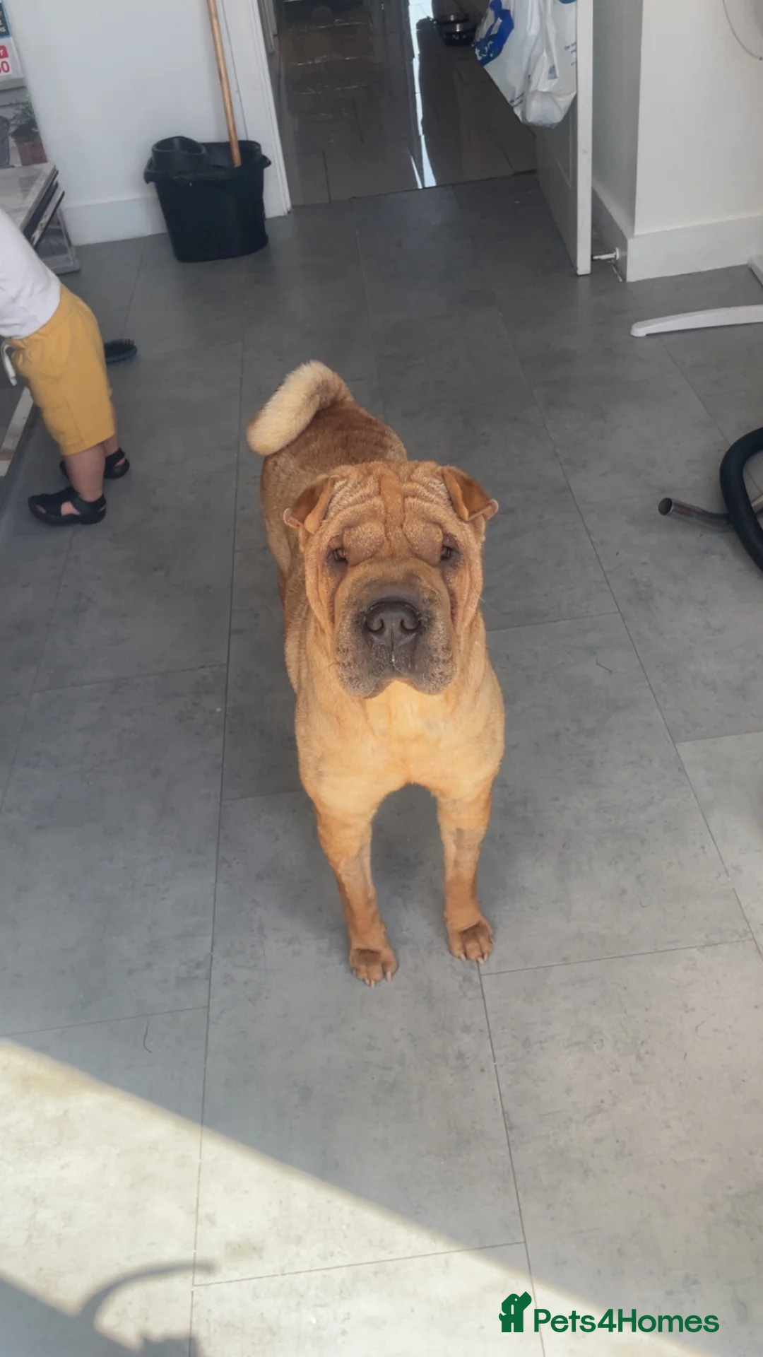 Shar Pei dogs for sale: Ginger - Advert 1