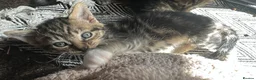 Mixed Breed cats for sale: mixed tabby kittens - Advert 16