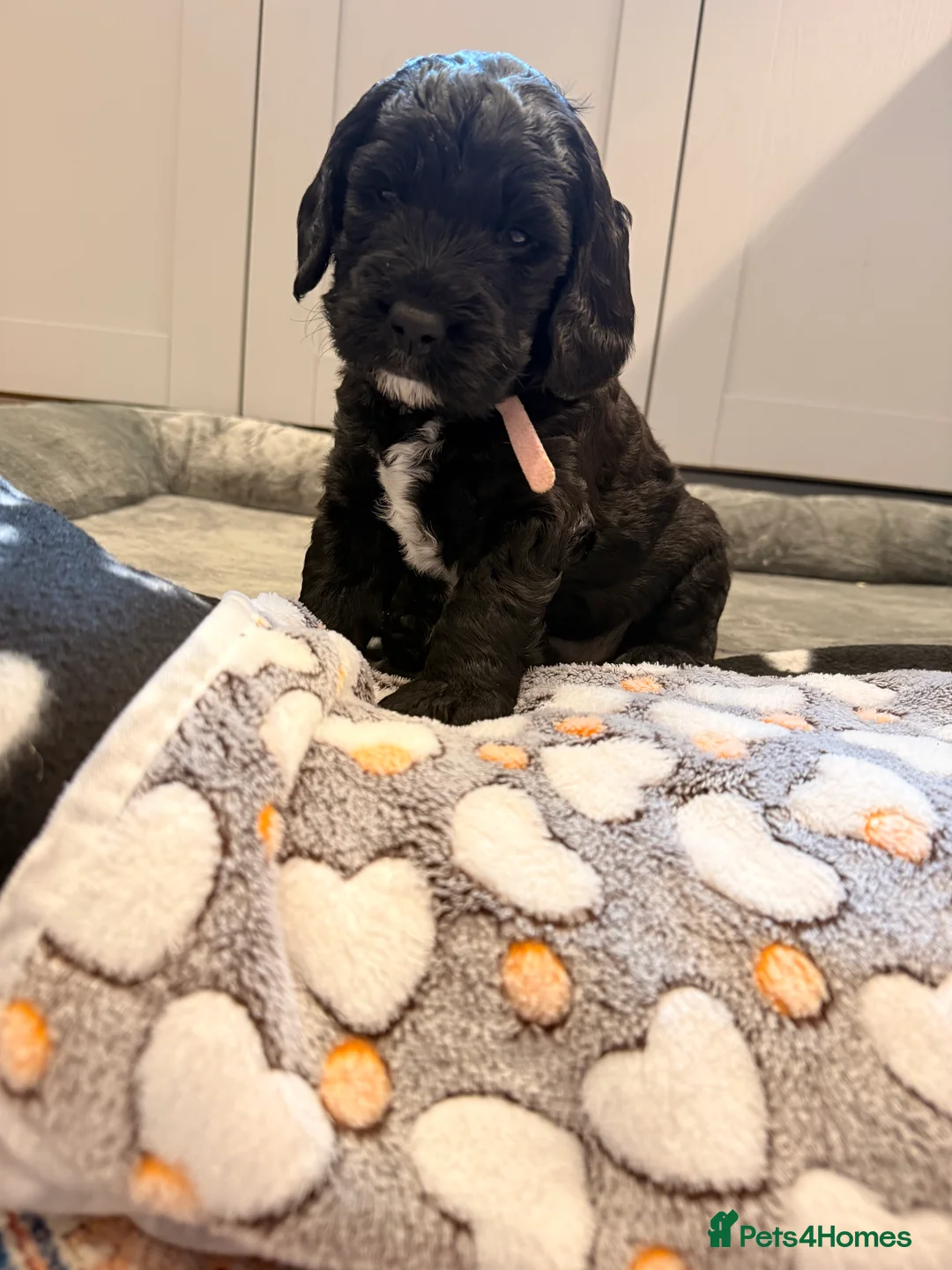 Labradoodle dogs for sale: Beautiful Labradoodle Puppies Available 🐾 - Advert 15