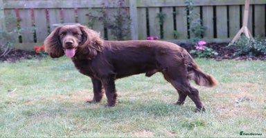Cocker Spaniel dogs - Advert 10
