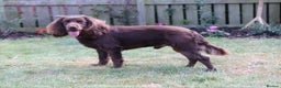 Cocker Spaniel dogs for stud: Working Cocker Spaniel for Stud - Advert 2