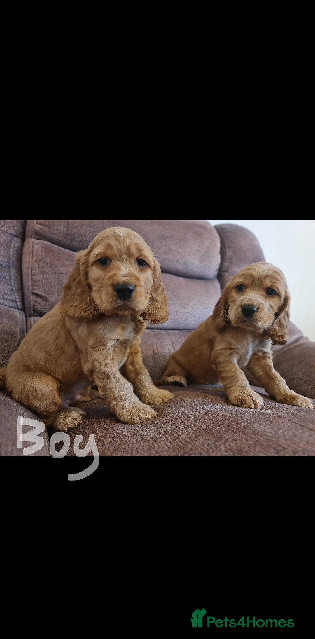 Cocker Spaniel dogs for sale: Golden Cocker Spaniel puppies (boy available) - Advert 8