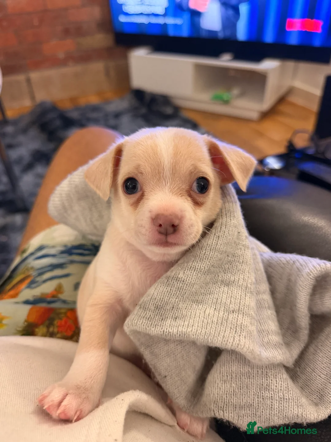 Chihuahua dogs for sale: 8 week old toy chihuahua puppy - Advert 1