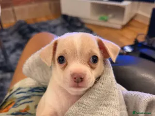 Chihuahua dogs 8 week old toy chihuahua puppy - Advert 2