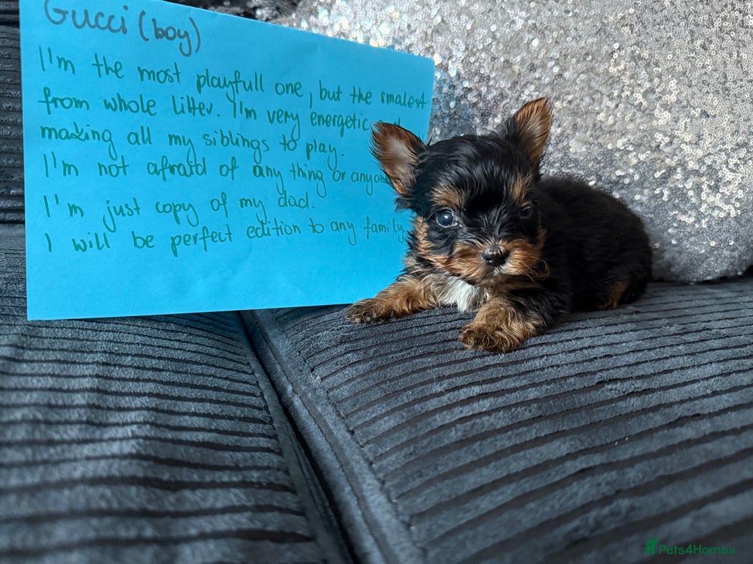 Yorkshire Terrier dogs for sale: Miniature Yorkshire terrier puppies  - Image 14