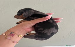 Miniature Dachshund dogs for sale: Miniature dachshunds  - Image 16