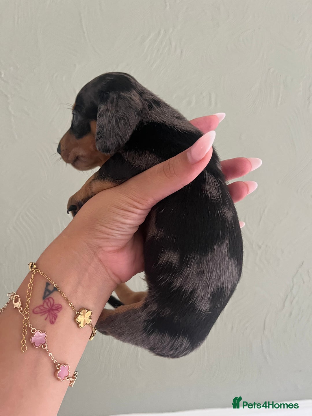 Miniature Dachshund dogs for sale: Miniature dachshunds  - Image 16