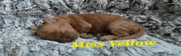 Cavapoo dogs for sale: 5 Gorgeous Cavapoo Puppies  - Advert 5