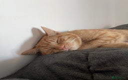 British Shorthair cats for sale: *KITTEN FOR SALE* - Image 3