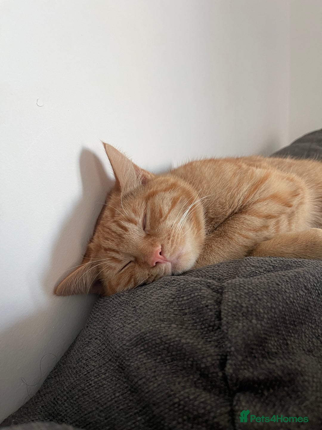 British Shorthair cats for sale: *KITTEN FOR SALE* - Image 3