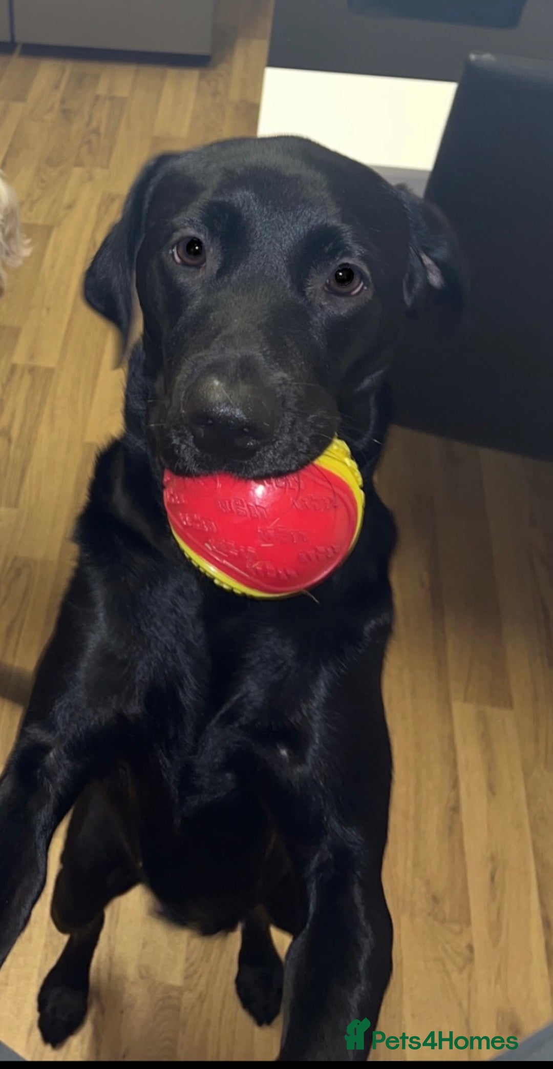 Labrador Retriever dogs for sale: Black Labrador for sale  - Advert 2