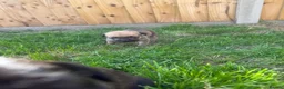 Mixed Breed dogs for sale: LAST PUP AVAILABLE  - Advert 5