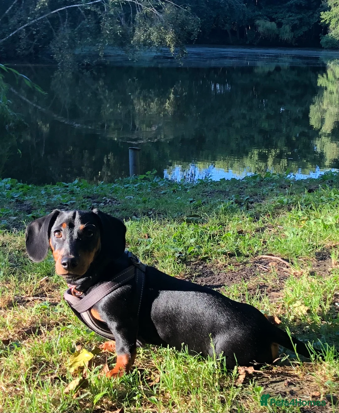 Miniature Dachshund dogs for stud: PABLO   kc reg pra clear black & tan mini smooth s in Folkestone - Advert 2