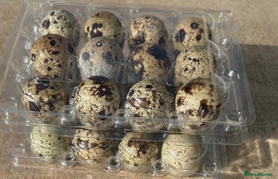 Quail poultry  12 Fertile Hatching Quail eggs for sale - Advert 6