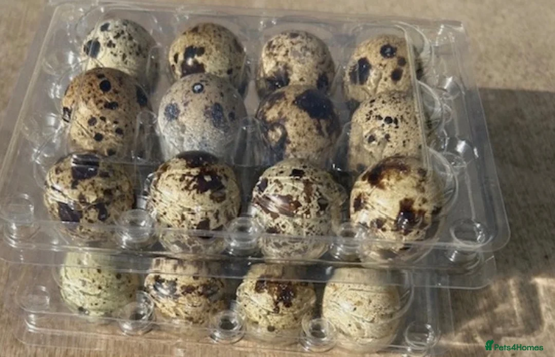 Quail poultry for sale:  12 Fertile Hatching Quail eggs for sale in Bradford - Advert 1