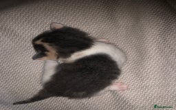 Mixed Breed cats for sale: 5 kittens for sale - Image 7