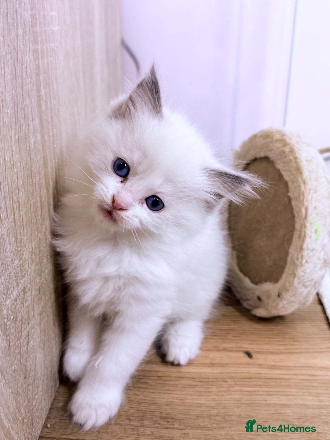 Ragdoll cats for sale: 💕🏅GCCF reg. Champ blood Beautiful Ragdolls 🏅💕 - Advert 12