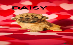 Shih Tzu dogs for sale: 💕🐶💕 STUNNING SHIH TZU 💕🐶💕 - Image 18