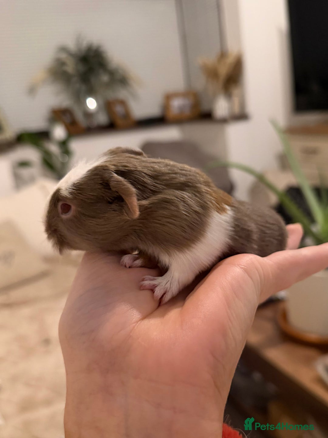 Guinea Pig rodents for sale: Pair of boar (male) guinea pigs  - Advert 8