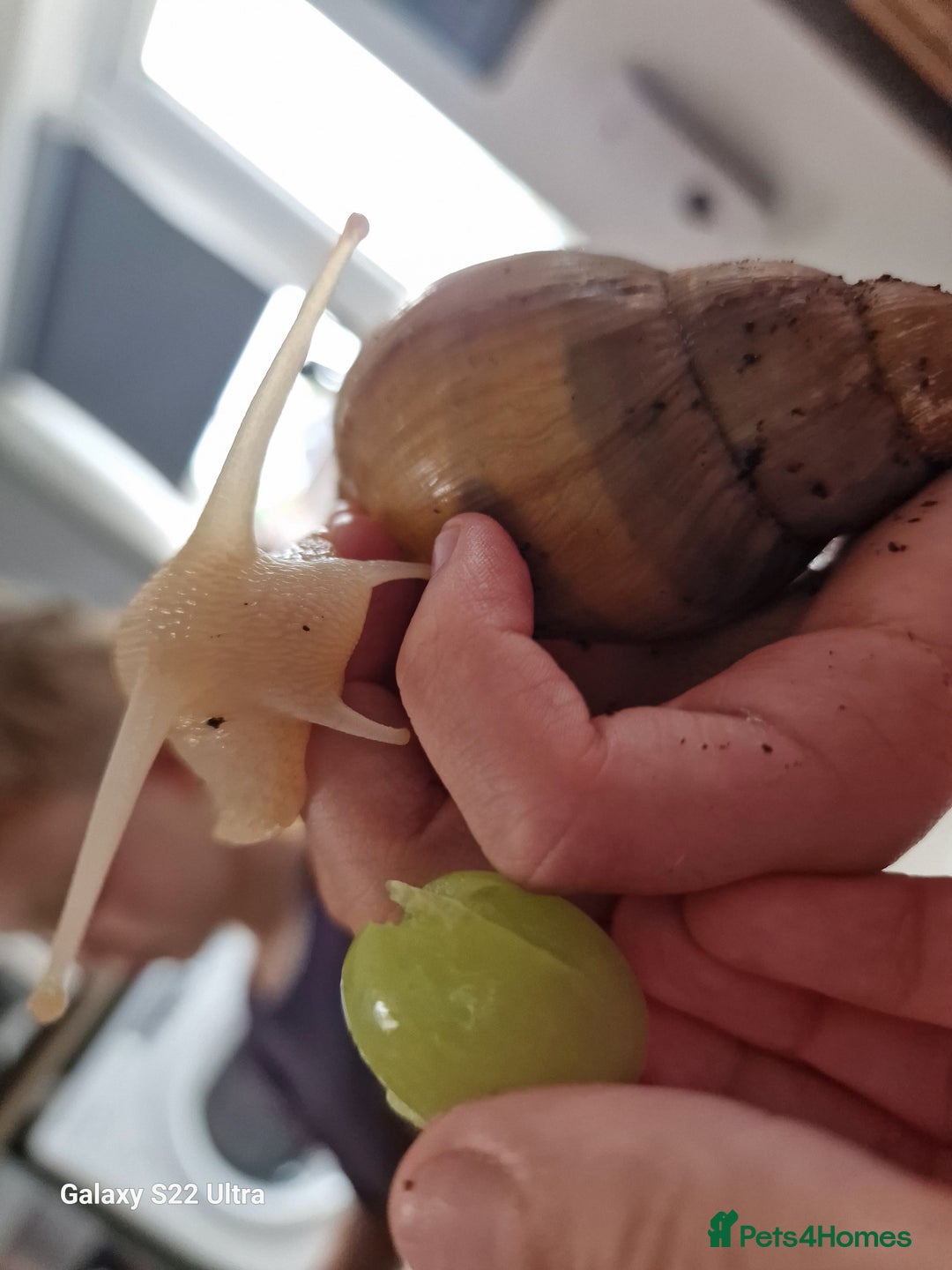 Snails invertebrates for sale: African albino snails (babies) - Image 2