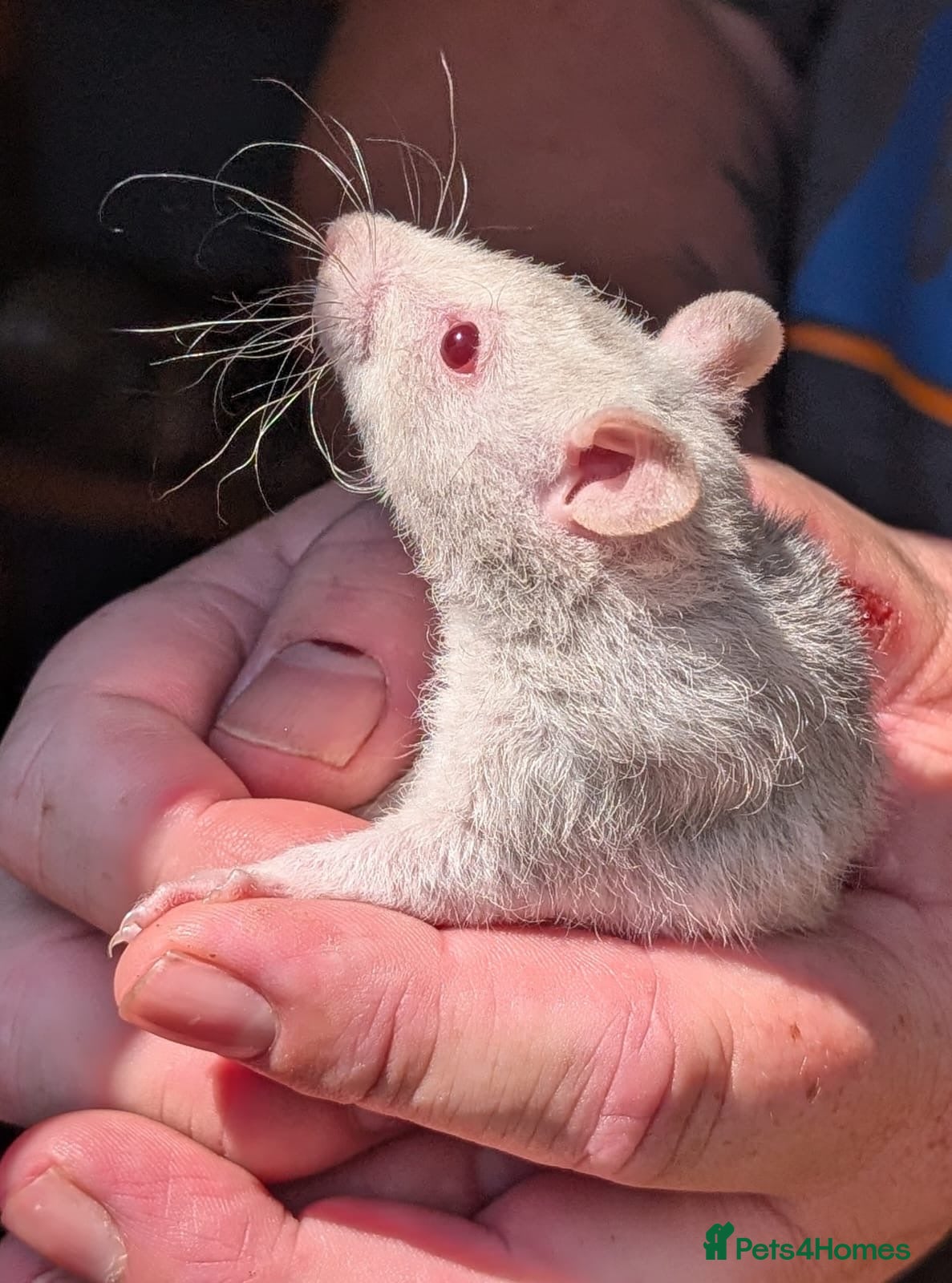 Rat rodents 1 male Rex rats for sale  - Advert 1