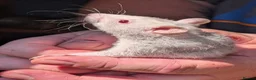 Rat rodents for sale: 8 male Rex rats for sale  - Advert 12