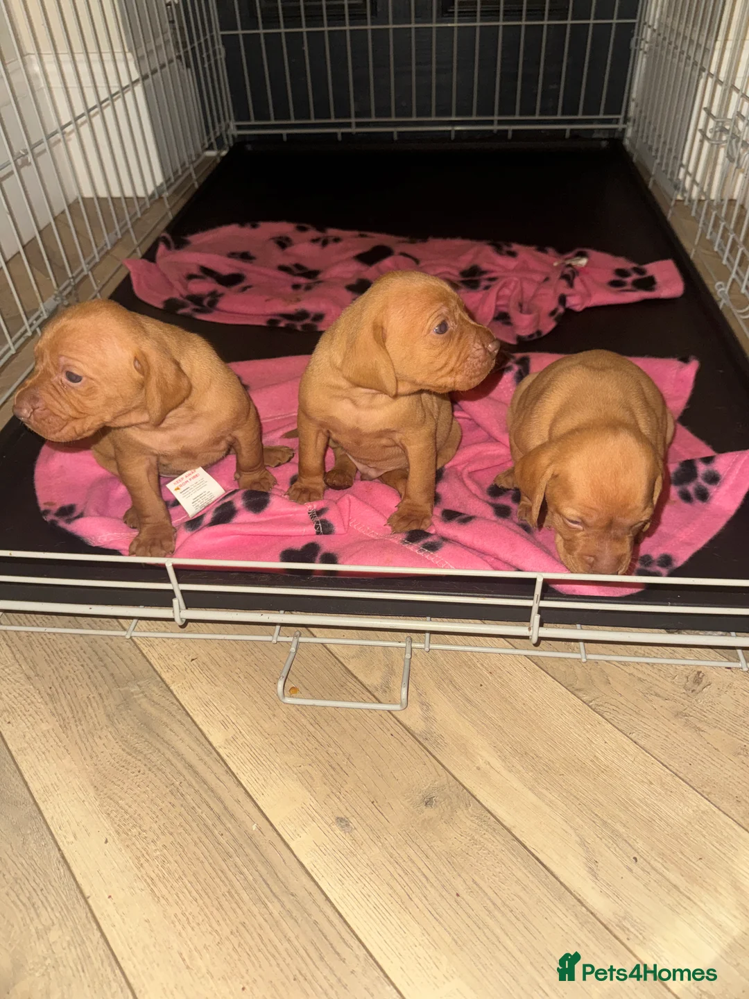 Hungarian Vizsla dogs for sale: Hungarian Vizsla KC Puppies excellent Pedigree - Advert 21