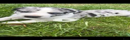 Mixed Breed dogs for sale: Border collie x lurcher puppies merle - Advert 4