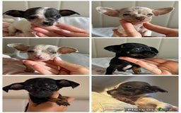 Chiweenie dogs for sale: CHIWEENIES, MICROCHIPPED,VACCINATED,HEALTHCHECKED! - Image 1