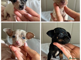 Chiweenie dogs - Advert 3