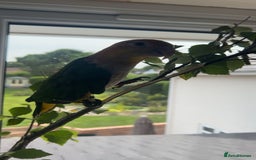 Parrots birds for sale: Tame Baby White-bellied Caique Parrot  - Image 3