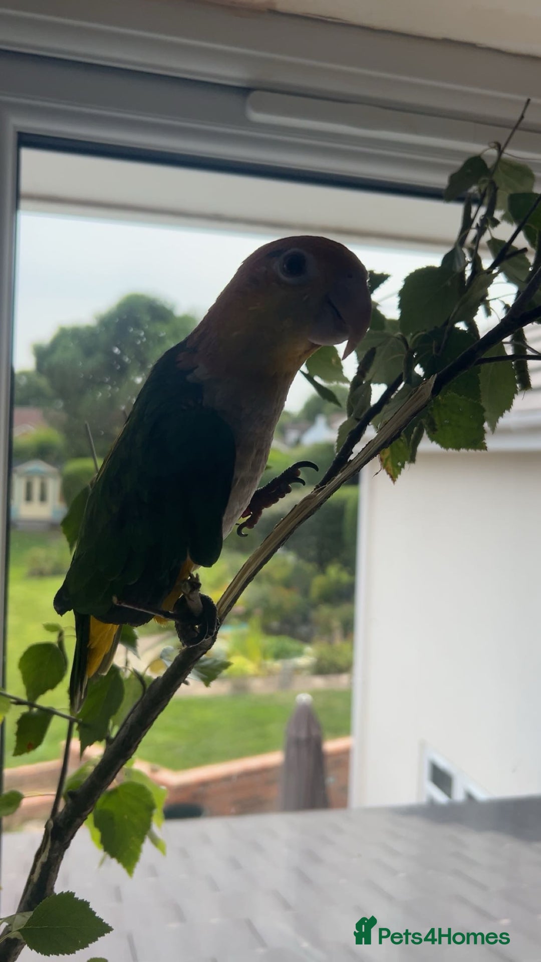 Parrots birds for sale: Tame Baby White-bellied Caique Parrot  - Image 3